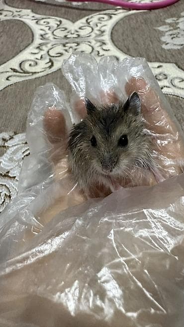 kirpi ne yeyir: Cırtdan hamsterlər – ev heyvanı Məhsul təsviri: - Kiçik ölçülü — 5