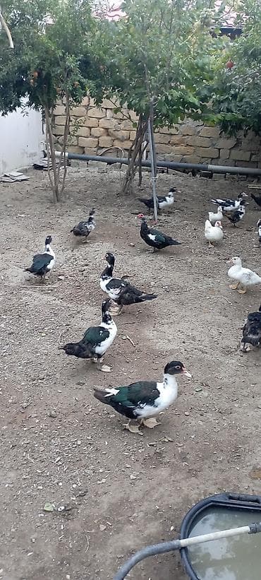 qala sortu qoyun: Sağlam ördəklər qaralar satılır — 3