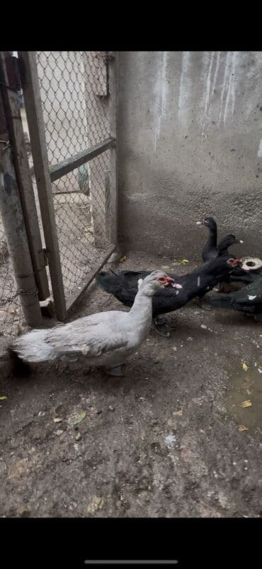 Dovşanlar: Salam 4 qara zumrudu feresi 1 dene qara zumrudu erkeyi 2 dene — 4