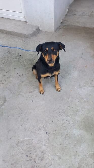 ingilis setter it cinsinin digər adı: Məhsul: İt (orta ölçülü) Təsvir: - Rəng: qara kürk üzərində — 2