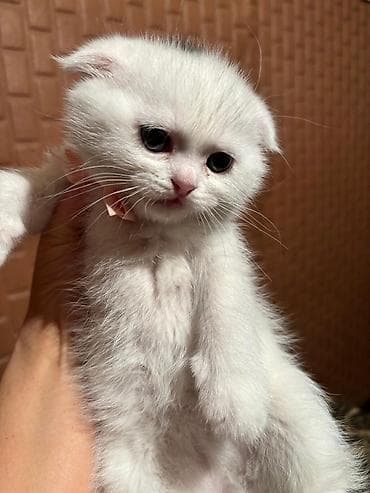 Gəmiricilər: Şotland yastı qulaq — 2