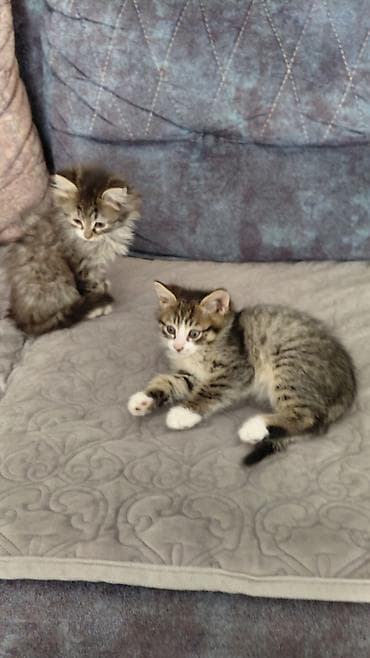 pişik itib: Yaxşı əllərə — 6