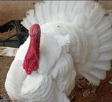 kend çolpası: Amerkan ve bronz hinduwqa balalari tam saglamdilar Təsvir: - Ağ — 4