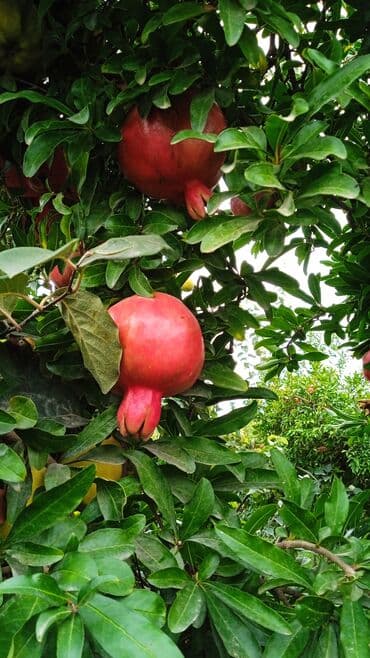 essek sudu satilir: Salam super bağdir — 1