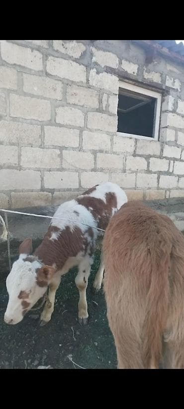 Yemlər: ÜNVAN AĞDAM RAYONU KİME LAZIM. OLSA ELAQE SAXLASIN QİYMED BUZOVA GORE — 6