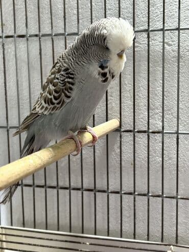 Quşlar: Təmiz qan ayağı üzüqlü qəydiyatlı çexler altı balalı cütler altı — 12