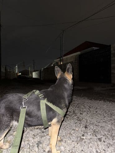 itler coban: Alman çoban iti, 9 ay, Dişi, Peyvəndli, Ödənişli çatdırılma — 2