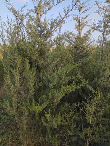 Bıçaqlar: Şam ağacı fidanları - Növ: Şam (iynəyarpaq, həmişəyaşıl) - Təyinat — 16