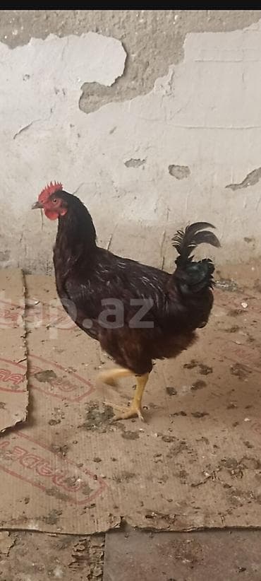 brama toyuqları: Tam sağlam heyvanlardi təmiz qan red islanddir tünd qırmızı rəngdir 1 — 3