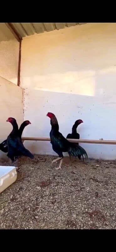 Ördəklər: Malay döyüş toyuqları – uzunboy, güclü bədən quruluşu və dik duruşlu — 5