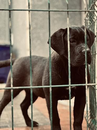 samoyed satisi: 2 Ədəd Erkək və Dişi. Cane Corso Təmiz Qan – həm həyət, həm də ailə — 1