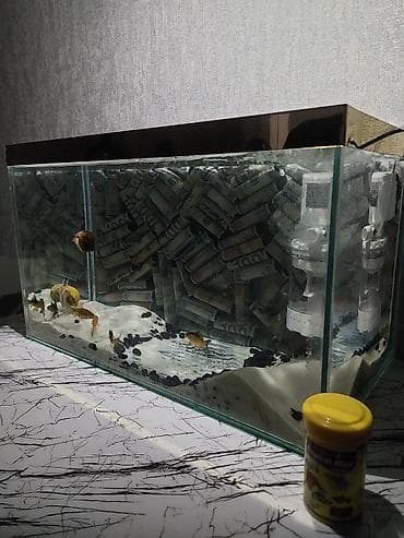 akvarium baliqlari qizil baliq: Akvaryum komplekti - Şüşə akvarium, üst hissədə qızılı dekorativ — 1