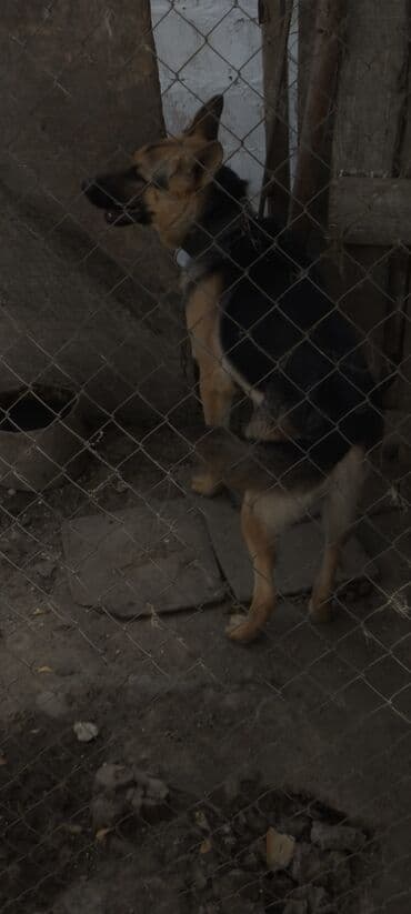 купить хаски щенка: Немецкая овчарка, 1 год, Самец, Для вязки, Самовывоз — 7