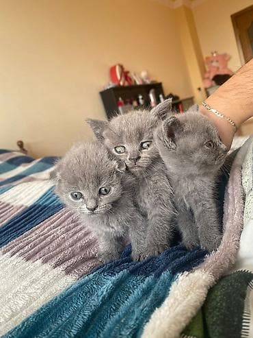 Boz tüklü balaca pişik balaları - Cins: boz, qısa tüklü (monoxrom