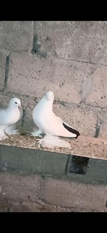 cins toyuqlarin satisi: Ağ və ağ-qara naxışlı fancy göyərçinlər (cütlük və fərdlər). - Növ — 2