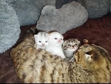 sallaq qulaq pişik: Şotland, Ödənişli çatdırılma — 2