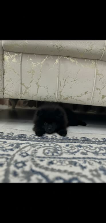 Şpitz, 2 ay, Erkek, Peyvəndli, Ünvandan götürmə