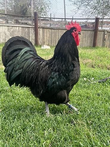 suda yaşayan heyvanlar: Toyuq, Australorp, Damazlıq — 1