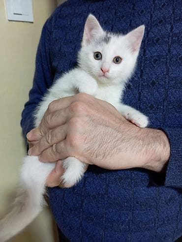 itle qizin seksi: Dişi, Yaxşı əllərə, Ünvandan götürmə — 1