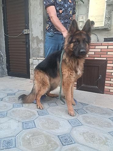xaski it sekilleri: Alman çoban iti, 1 il, Erkek, Peyvəndli — 7