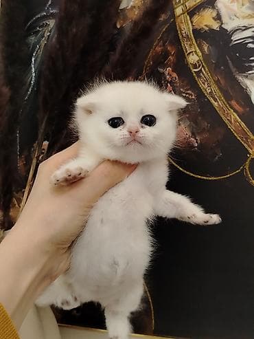 С/х животные и товары: Шотландская — 4