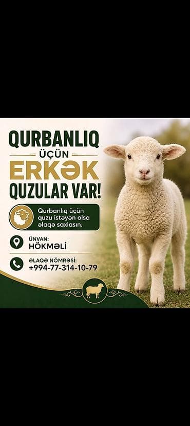 Qurbanlıq üçün erkək quzular satılır. Qurbanlıq almaq istəyənlər əlaqə