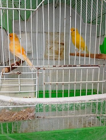 it bazari 2021: Buqiymete quşlar az az tapılır kök renginde erkek limon renginde maya — 2