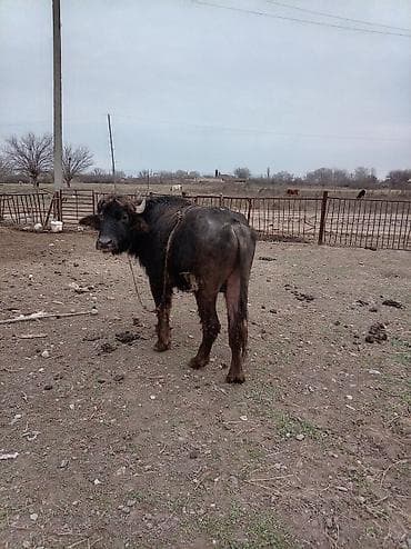 bakida it barinagi: Məhsul: Camış (erkək) Təsvir: - Qara tüklü, qısa buynuzlu yerli — 2