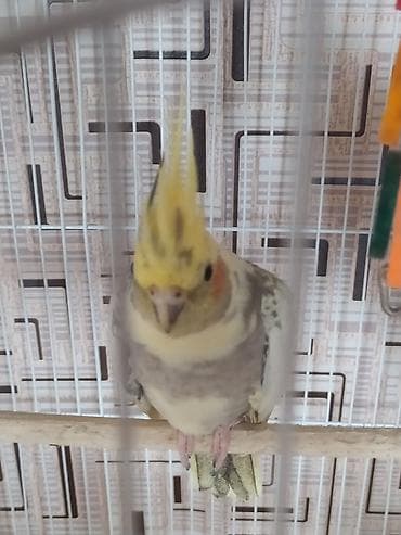 Növ: Nimfa papuqayı (Cockatiel) cüt Rənglər: - Ağ‑sarı quş –