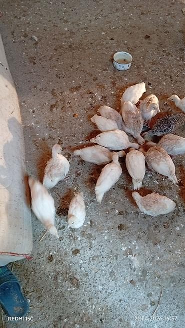 hinduska satilir: Самец, Amerika, Для разведения, Самовывоз — 3