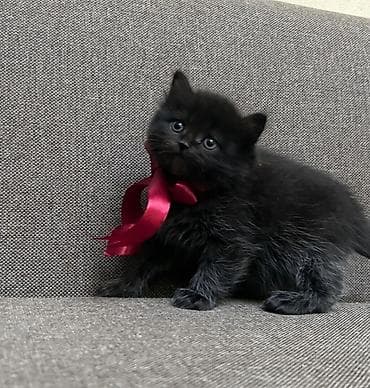 ərkəy dana: Bu gozel balalar oz sahibini gozleyir! Ata british, ana scottish fold — 4