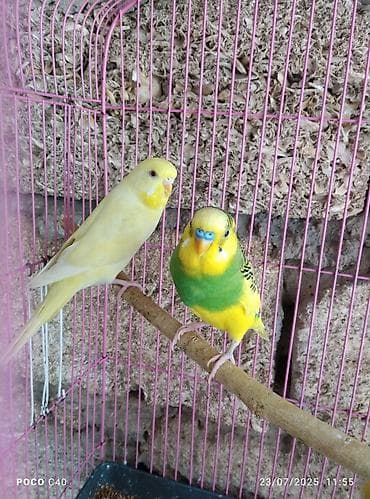 suda yaşayan heyvanlar: Hazir cut sari qirmizi göz rainbow — 2