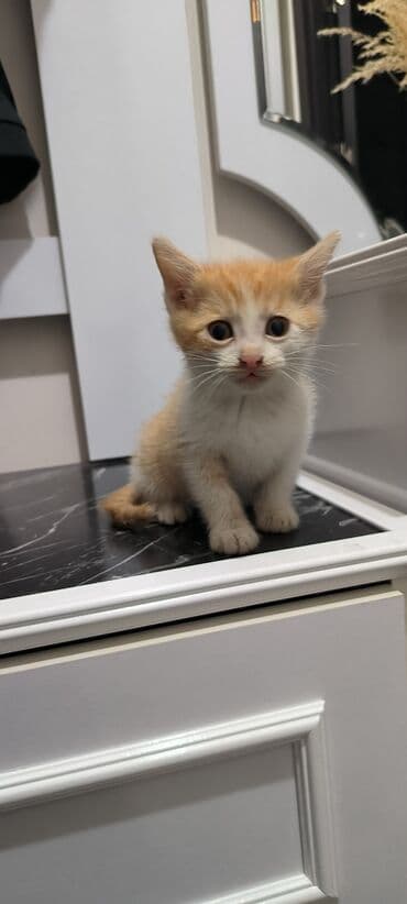 котята в баку бесплатно 2020: В добрые руки, Самовывоз — 4