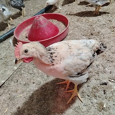 en cox yumurta veren toyuqlar: Toyuq cücələri, Damazlıq, Ünvandan götürmə — 2