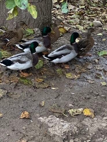 lavanda satilir: Erkək, Ətlik — 1