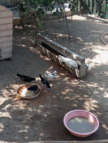 hinduska yumurtasi nece gune cixir: Yaponka xoruz və toyuqları.10/20 və altı aylıq — 3