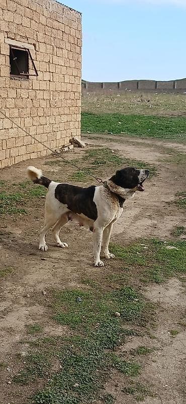 barter itlə: Qurdbasar, 4 il, Dişi — 10