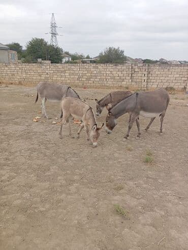 электрическая машинка для стрижки овец: Eşşəy südü göy ösgürəyin və qizilçanin dərmani göz önündə sağlir — 3
