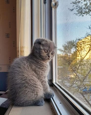 pişiy: Şotland — 2