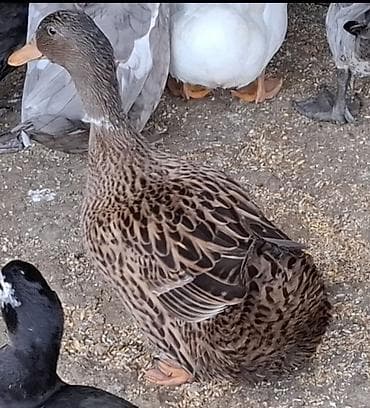 Heyvanlar: Satılır: ördək Xüsusiyyətlər:disi yumurtayan - Növ: ev ördəyi — 1