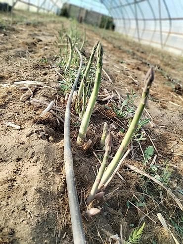 ad günü tort şekilleri: Məhsul: Qulançar Yaşıl #Asparaqus (sparja) – istixanada — 7