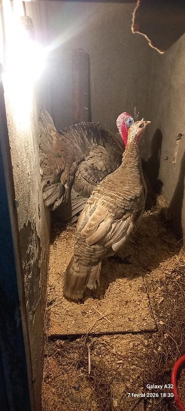 Unvan Lənkəran.Cut 200azn