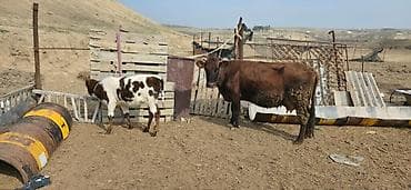 inek satislari: Satılır: inək və buzovlar salam hər vaxtı xeyir olsun bu şəkildə — 10