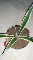 pul seyfi: Aloyavera otag bitgisi boyuyende daha bunanda gozel olur — 1