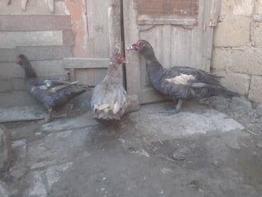 papuqay quş: Erkək, | Macar, Damazlıq, Ünvandan götürmə — 10