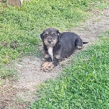 gelincik heyvan: Peyvəndli — 3