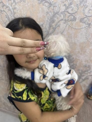 çoban itleri: Pudel, 3 ay, Erkek, Sənədli, Ünvandan götürmə — 2