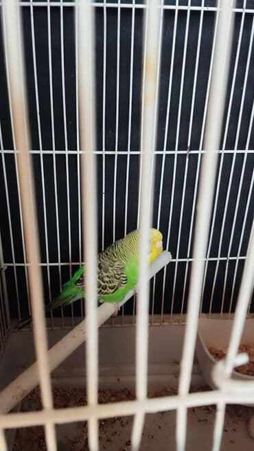 кольчатый попугай цена: Məhsul: Ev quşları – iki dalğalı tutuquşu (budgerigar) Təsvir: - — 2