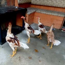 Inəklər, öküzlər: Xoruz, Yapon, il: 3, Pulsuz çatdırılma — 4