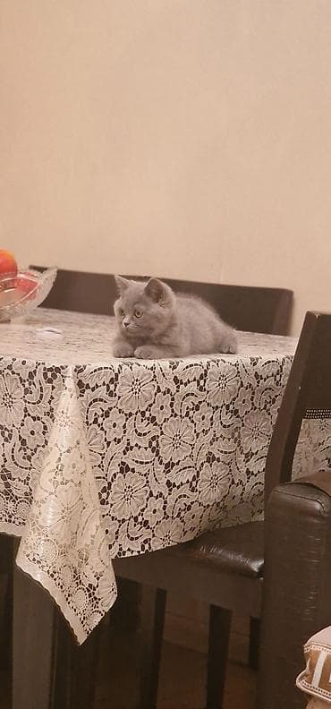 Pişiklər: Britan, Erkək, Yaxşı əllərə, Ünvandan götürmə, Ödənişli çatdırılma — 7